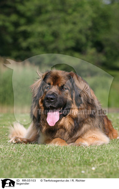 liegender / lying Leonberger / RR-05103