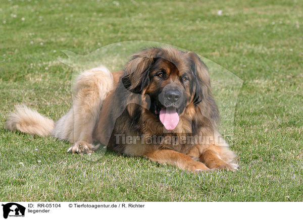 liegender / lying Leonberger / RR-05104