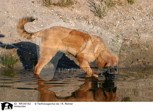 trinkender / drinking Leonberger / RR-06182