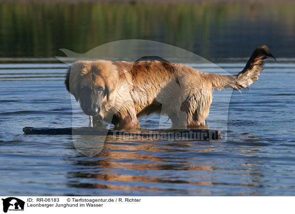 Leonberger Junghund im Wasser / Leonberger in the water / RR-06183