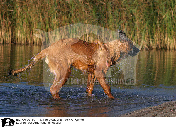 Leonberger Junghund im Wasser / Leonberger in the water / RR-06195