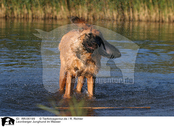 Leonberger Junghund im Wasser / Leonberger in the water / RR-06199