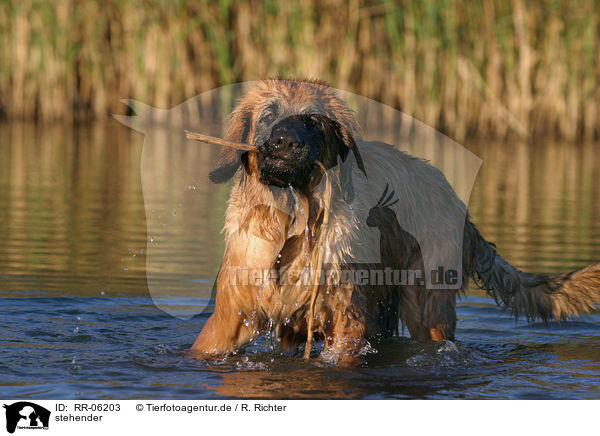 stehender / standing Leonberger / RR-06203