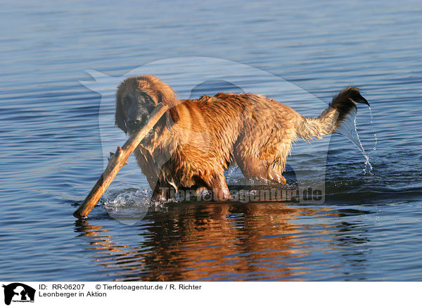 Leonberger in Aktion / action / RR-06207