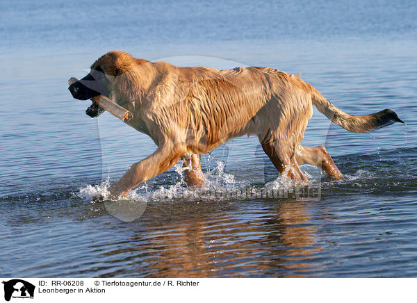 Leonberger in Aktion / action / RR-06208