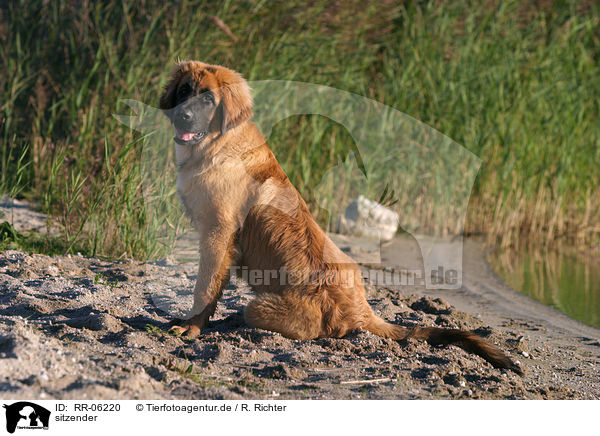 sitzender / sitting Leonberger / RR-06220