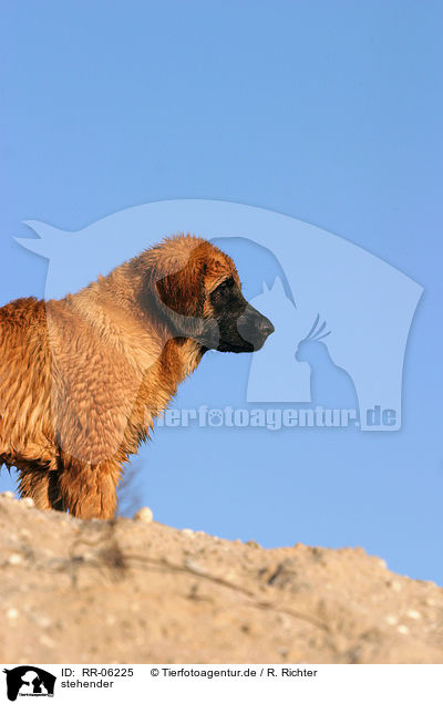 stehender / standing Leonberger / RR-06225