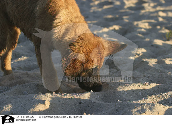 schnuppernder / snuffling Leonberger / RR-06227