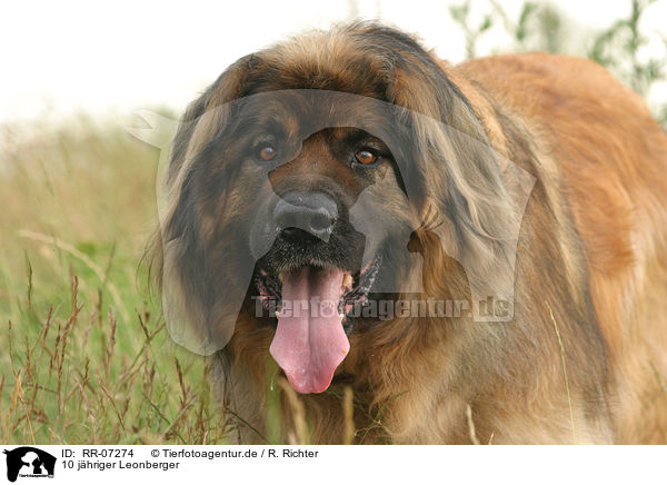 10 jhriger Leonberger / RR-07274