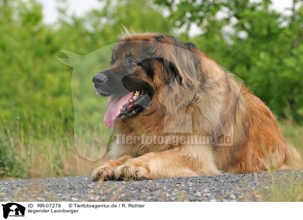 liegender Leonberger / RR-07278