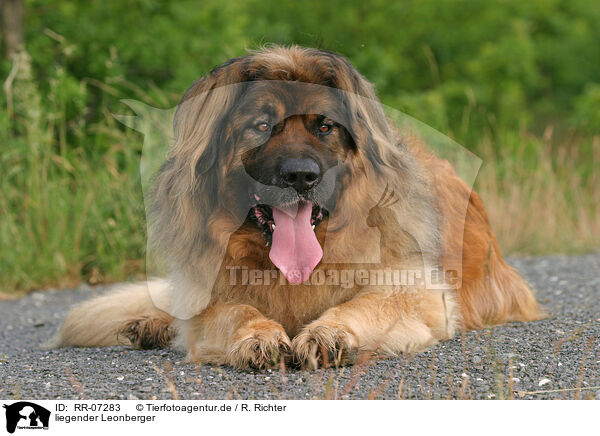 liegender Leonberger / RR-07283