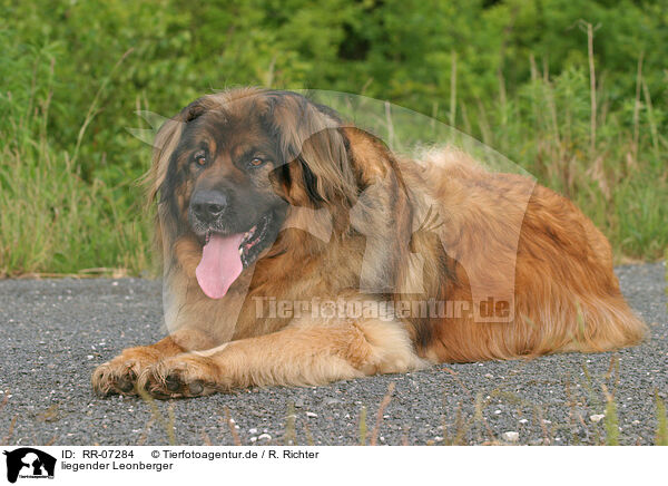 liegender Leonberger / lying Leonberger / RR-07284