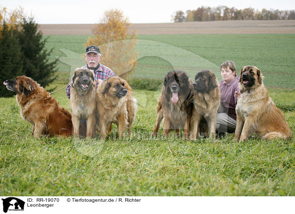 Leonberger / Leonberger / RR-19070