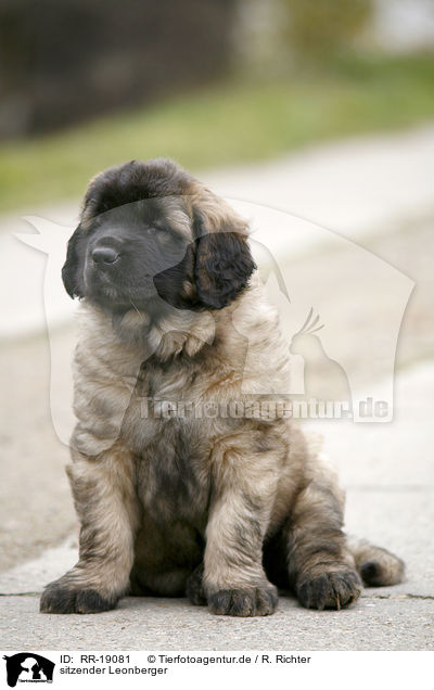 sitzender Leonberger / sitting Leonberger / RR-19081