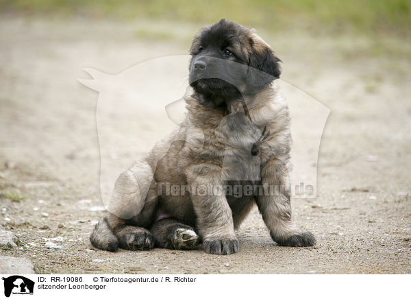 sitzender Leonberger / sitting Leonberger / RR-19086