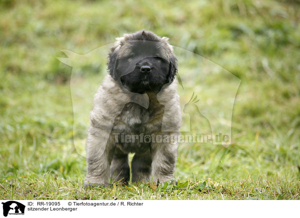 sitzender Leonberger / sitting Leonberger / RR-19095