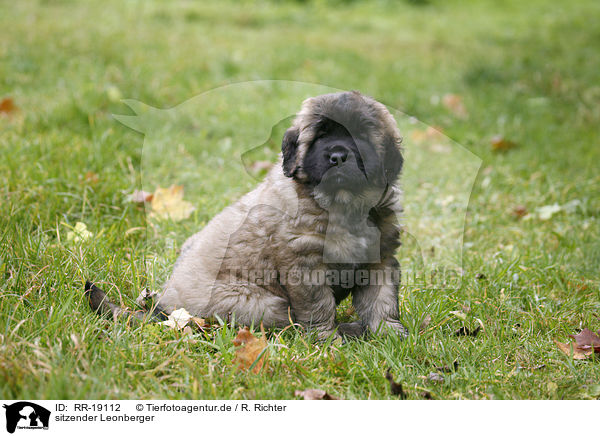 sitzender Leonberger / sitting Leonberger / RR-19112