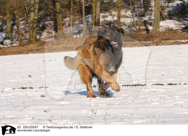 rennender Leonberger / running Leonberger / DG-03097