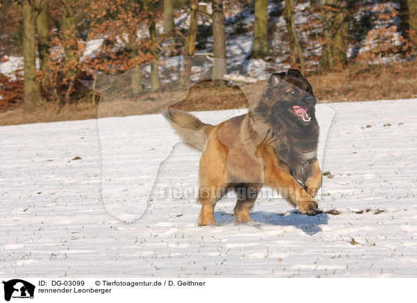 rennender Leonberger / running Leonberger / DG-03099