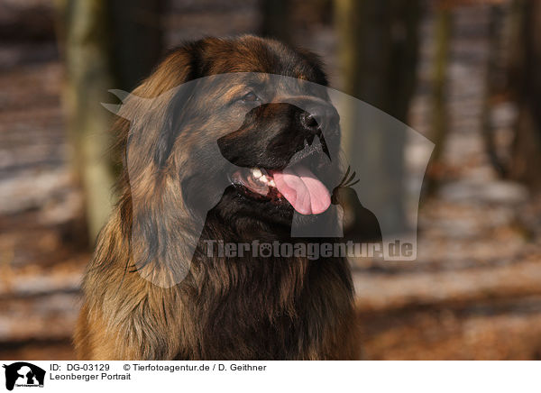 Leonberger Portrait / Leonberger Portrait / DG-03129