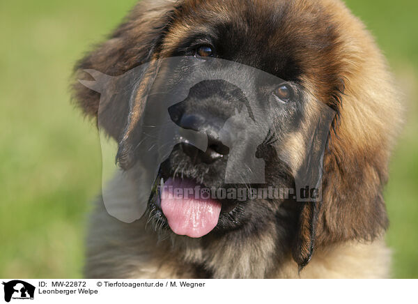 Leonberger Welpe / Leonberger puppy / MW-22872