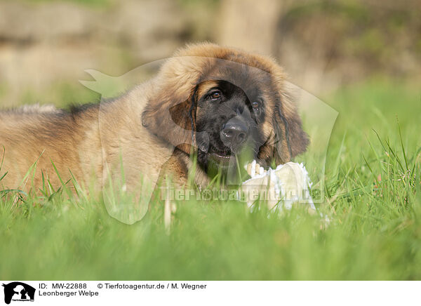 Leonberger Welpe / Leonberger puppy / MW-22888