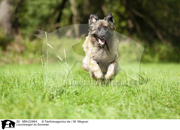 Leonberger im Sommer / Leonberger at summer time / MW-22964