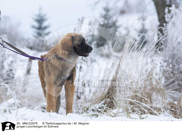 junger Leonberger im Schnee / young Leonberger in snow / MW-22976