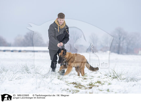 junger Leonberger im Schnee / young Leonberger in snow / MW-22985