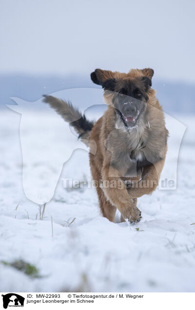 junger Leonberger im Schnee / young Leonberger in snow / MW-22993
