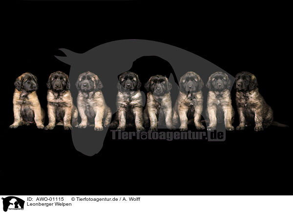 Leonberger Welpen / Leonberger Puppies / AWO-01115