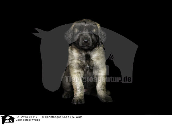 Leonberger Welpe / Leonberger Puppy / AWO-01117