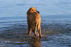 Leonberger Junghund im Wasser