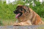 liegender Leonberger