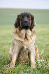 sitzender Leonberger