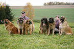 Leonberger