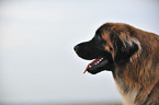 Leonberger Portrait