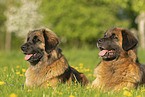 2 Leonberger