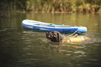 Leonberger