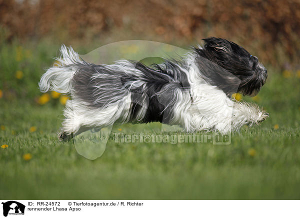 rennender Lhasa Apso / running Lhasa Apso / RR-24572