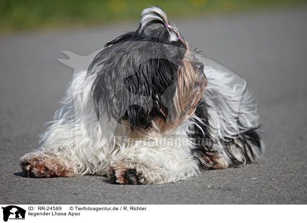 liegender Lhasa Apso / lying Lhasa Apso / RR-24589