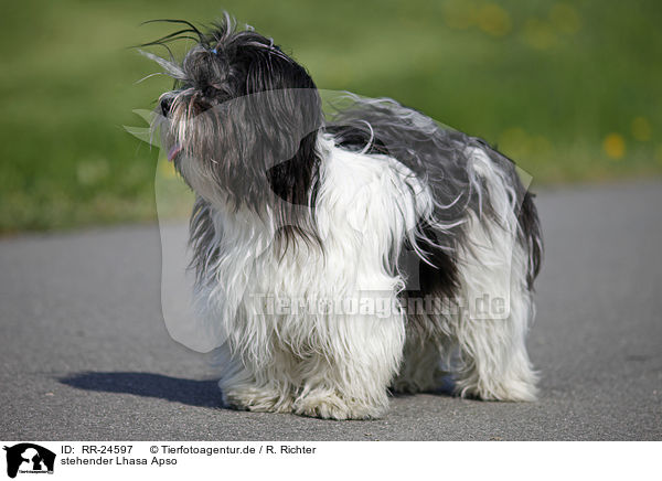 stehender Lhasa Apso / standing Lhasa Apso / RR-24597