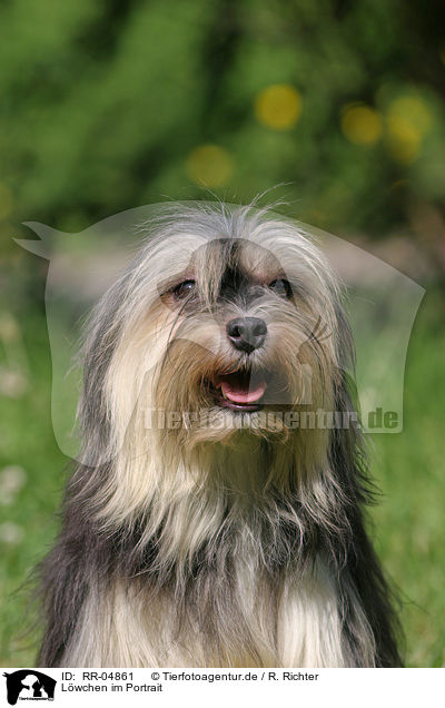 Lwchen im Portrait / dog portrait / RR-04861