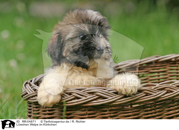 Lwchen Welpe im Krbchen / puppy in the basket / RR-04871