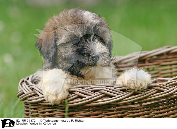 Lwchen Welpe im Krbchen / puppy in the basket / RR-04872