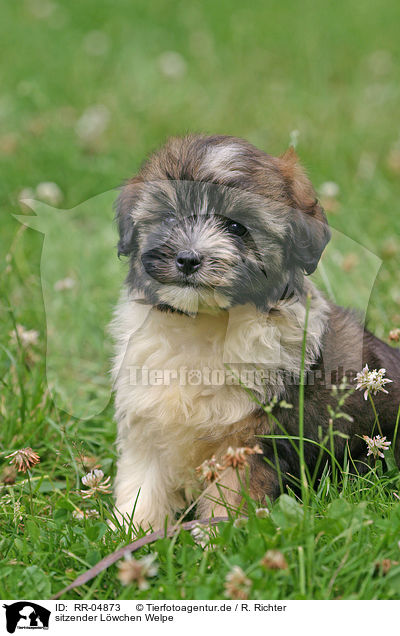 sitzender Lwchen Welpe / sitting puppy / RR-04873