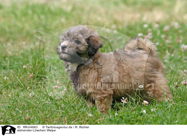 stehender Lwchen Welpe / standing puppy / RR-04883