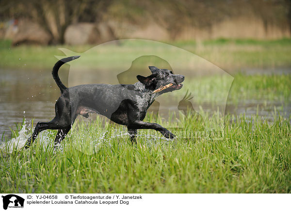 spielender Louisiana Catahoula Leopard Dog / YJ-04658