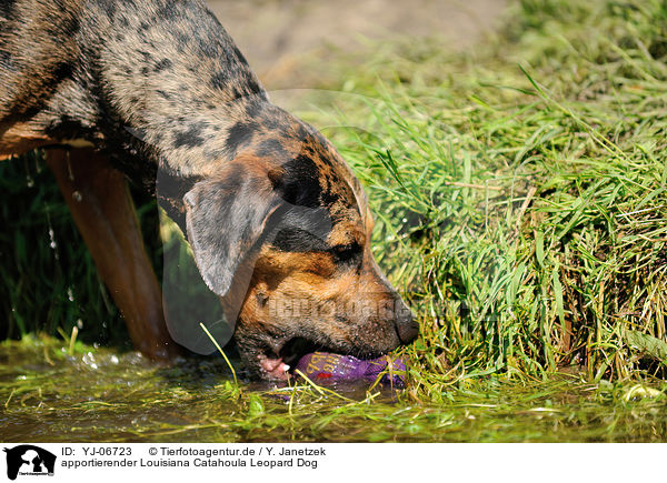 apportierender Louisiana Catahoula Leopard Dog / retrieving Louisiana Catahoula Leopard Dog / YJ-06723