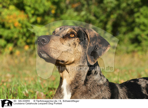 Louisiana Catahoula Leopard Dog Portrait / SS-33955